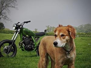 1993 Honda NX650 Mesquito by Marmisto