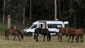 Jabiru Sprinter Camper Van 2019 года