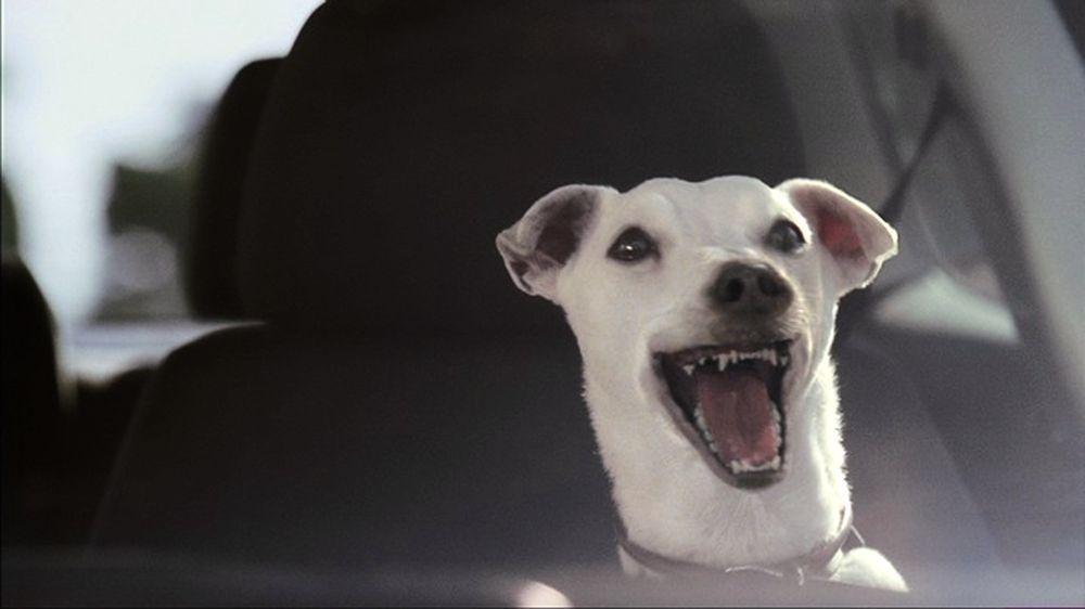 Volkswagen Polo: Singing Dog — Поющая собака (2008 г., Великобритания)