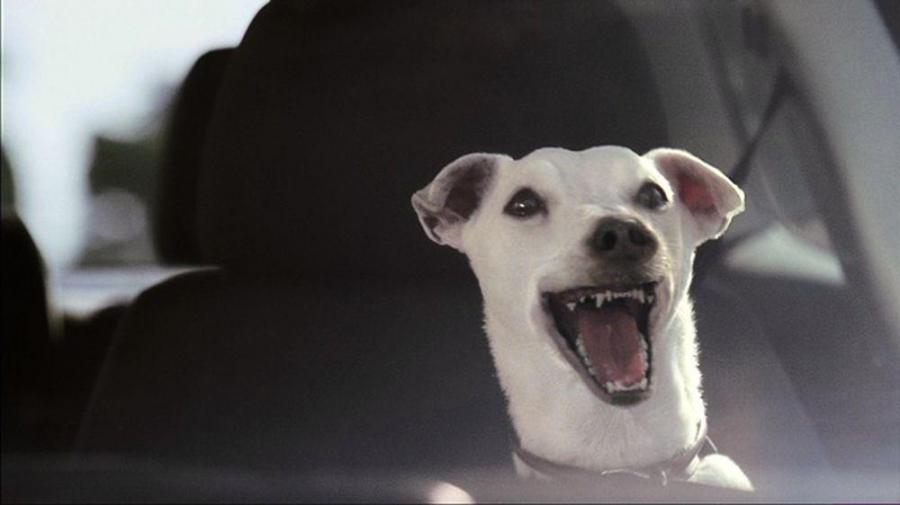 Volkswagen Polo: Singing Dog — Поющая собака (2008 г., Великобритания)