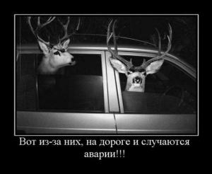 Автомобильные демотиваторы часть 116)