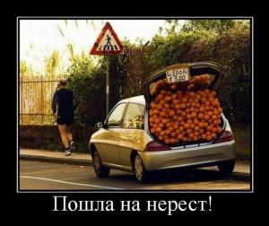 Автомобильные демотиваторы часть 116)