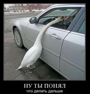 Автомобильные демотиваторы часть 121)