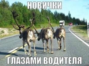 Автомобильные демотиваторы часть 150)