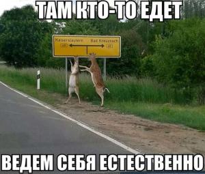 Автомобильные демотиваторы (часть 200)
