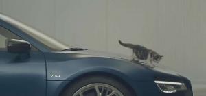 Компания Audi сняла в новой рекламе котенка