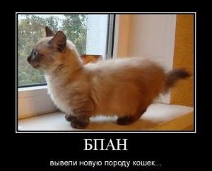 Автомобильные демотиваторы часть 247)