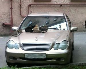 Автомобильная фотоподборка часть 255)