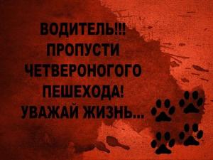 Автомобильные демотиваторы часть 257)