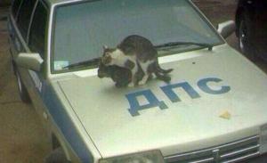 Автомобильная фотоподборка часть 268)