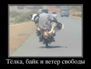 Автомобильные демотиваторы часть 341)