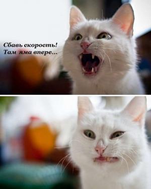 Автомобильные демотиваторы часть 364)