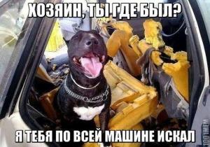 Автомобильные демотиваторы часть 373)