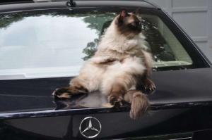 Автомобильная фотоподборка часть 429)