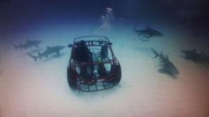 Volkswagen Beetle Shark Cage Design