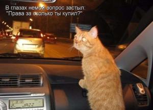 Автомобильные демотиваторы часть 443)