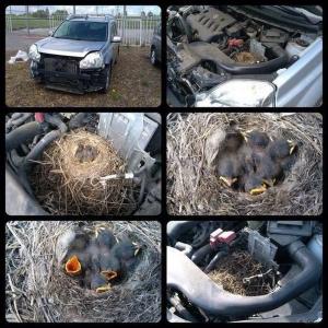 Автомобильные демотиваторы часть 448)