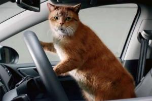 Коты в рекламе Volkswagen