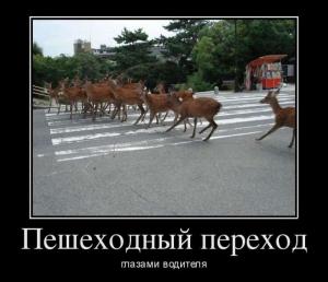 Автомобильные демотиваторы часть 503)