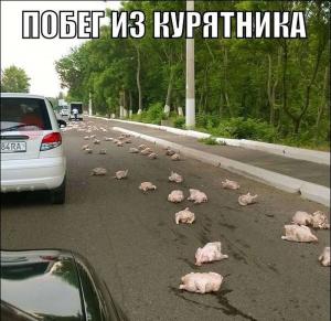 Автомобильные демотиваторы часть 504)
