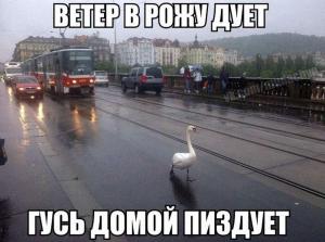 Автомобильные демотиваторы (часть 533)