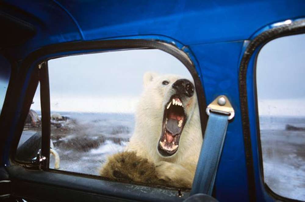 Polar Bear автомобиль