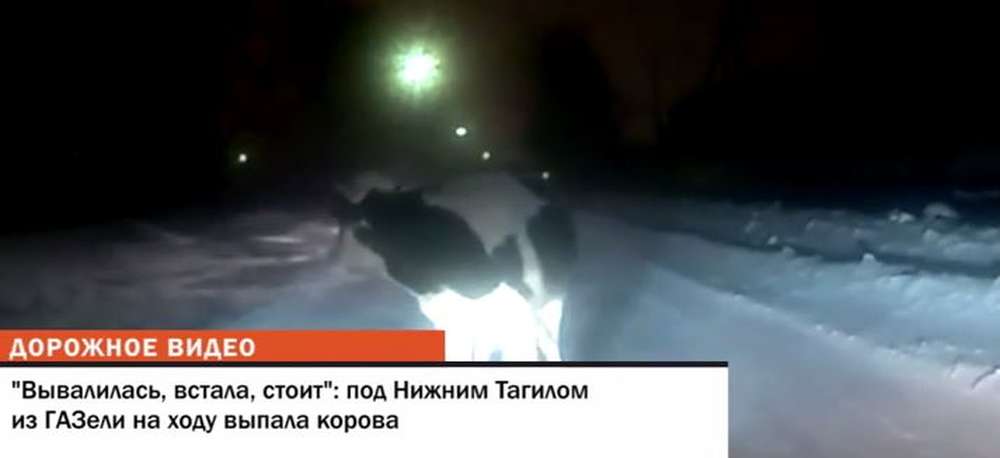 Хорошо, что коровы не летают