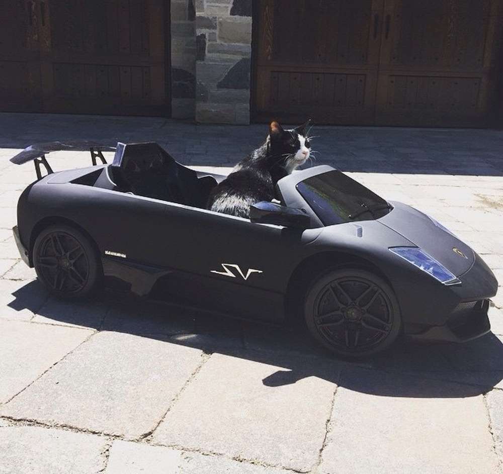 Кошка на Lamborghini