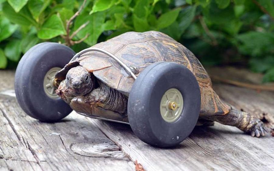 Черепаха из колес