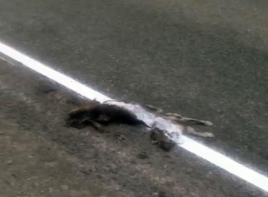 Дорожники нанесли разметку прямо поверх сбитого кота