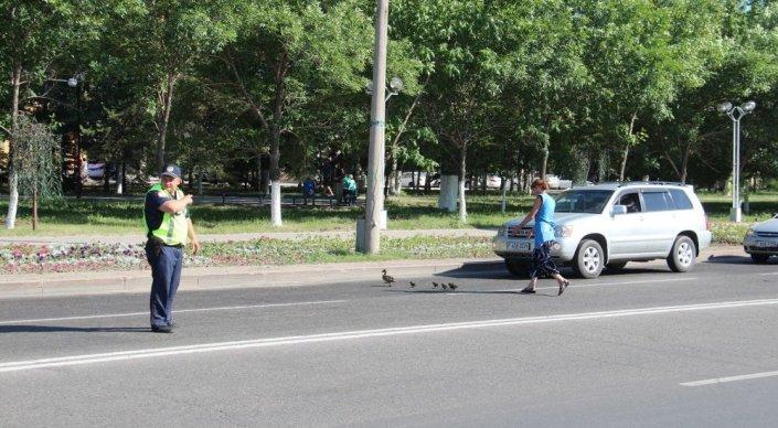Полицейский перекрыл движение ради уток в Усть-Каменогорске
