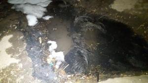Внедорожник сгорел в Алматы