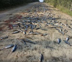 В Хабаровском крае медведи съели тонну высыпавшейся из грузовика рыбы