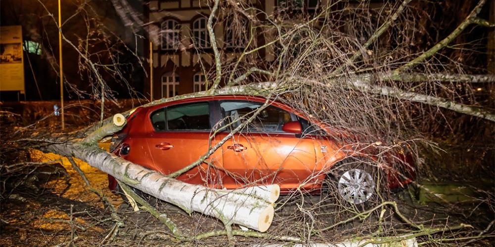 Автомобилистов попросили парковаться подальше от деревьев