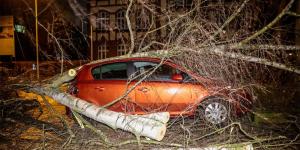 Автомобилистов попросили парковаться подальше от деревьев