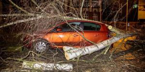 Автомобилистов попросили парковаться подальше от деревьев