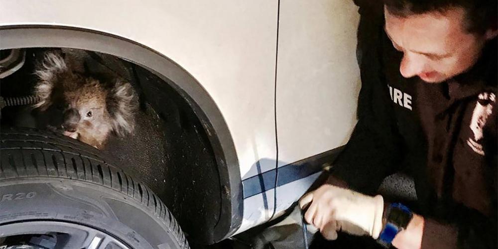 Коала спряталась в автомобильной подвеске и проехала 16 километров