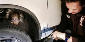 Коала спряталась в автомобильной подвеске и проехала 16 километров