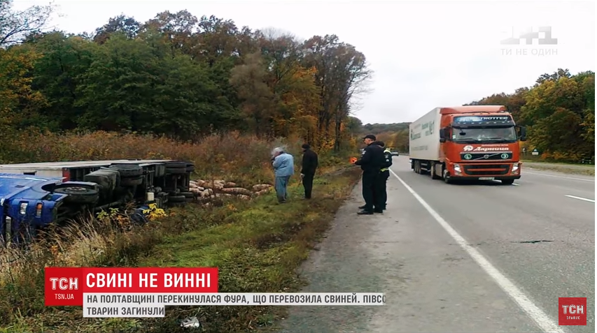 Полсотни свиней стали жертвами ДТП под Полтавой