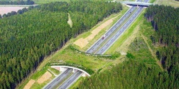 В Украине появятся дороги для животных