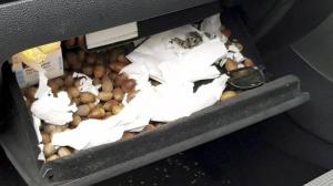 Белки спрятали запас желудей в… VW Golf