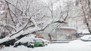 В Москве более 100 деревьев упали на автомобили