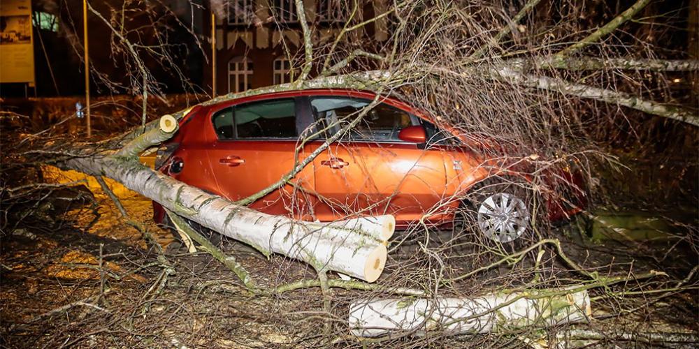 Автомобилистов попросили парковаться подальше от деревьев