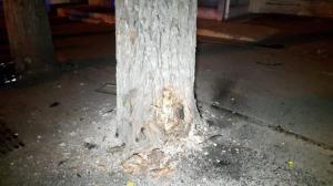 Авто врезалось в дерево в Алматы: водитель и пассажир в больнице