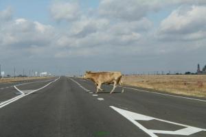 В Астраханской области жертвами ДТП с бродячими коровами стали 23 человека