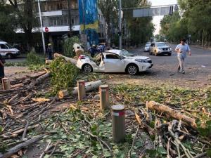 Огромное дерево рухнуло на авто в Алматы