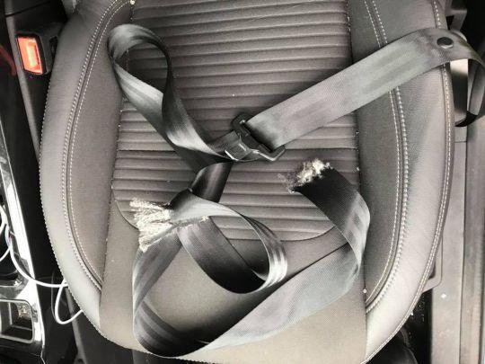Сбежавший из клетки неуловимый хомяк разгрыз новенький Ford Kuga