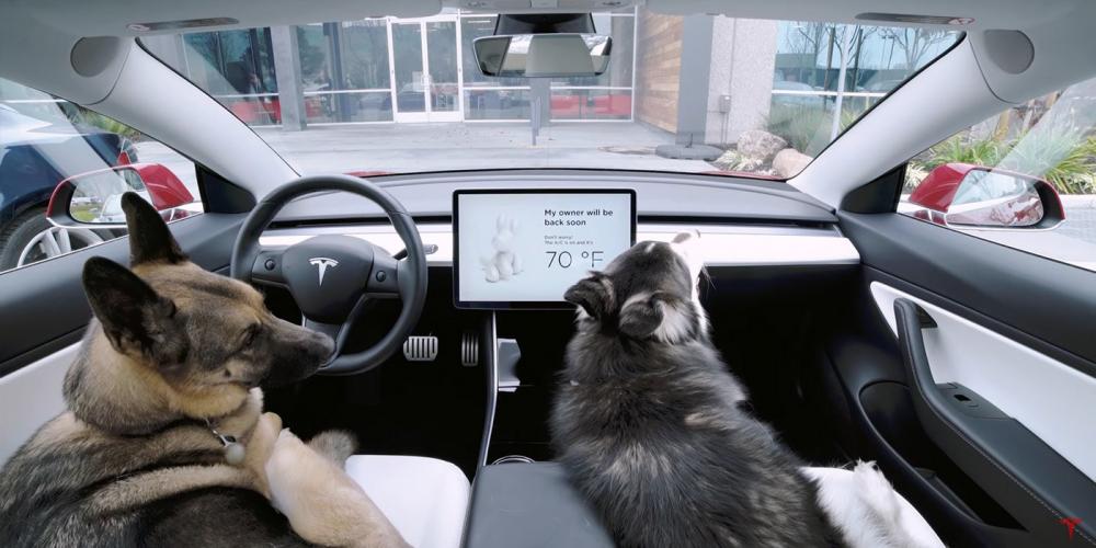 Tesla придумала для своих электрокаров «собачий» режим
