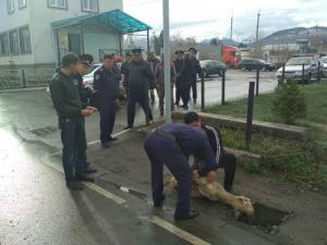 Для снижения числа ДТП кыргызские милиционеры принесли в жертву барана