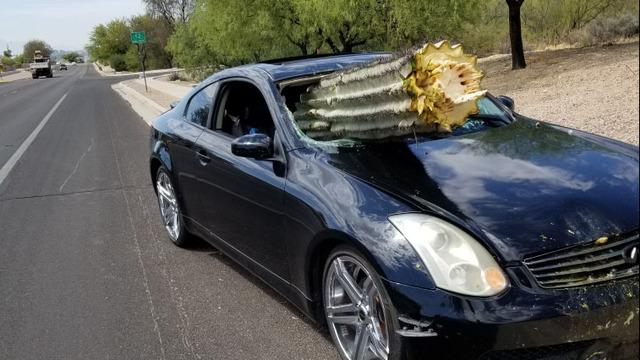 Гигантский кактус насквозь пронзил Infiniti G35